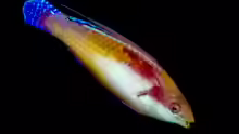 Cirrhilabrus tonozukai