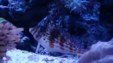 Cirrhitichthys falco