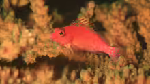 Cirrhitichthys oxycephalus