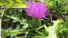 Cirsium acaule