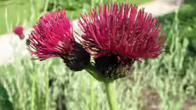 Cirsium rivulare