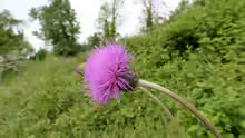 Cirsium tuberosum