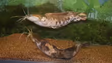 Clarias angolensis