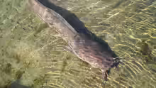 Clarias anguillaris