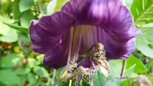 Cobaea scandens