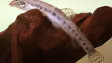 Cobitis taenia