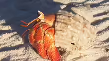 Coenobita perlatus