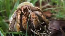 Coenobita variabilis