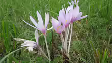 Colchicum autumnale