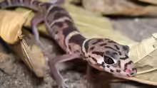 Coleonyx mitratus