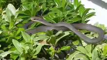 Coluber constrictor