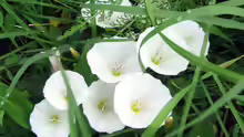 Convolvulus arvensis