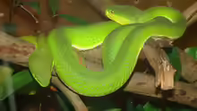 Corallus caninus