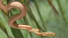 Corallus hortulanus