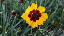 Coreopsis