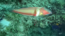 Coris auricularis