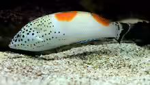 Coris aygula