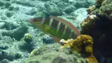 Coris caudimacula