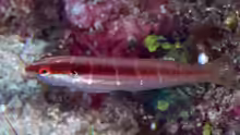 Coris dorsomacula