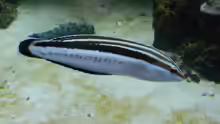 Coris flavovittata