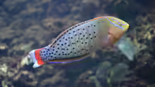 Coris formosa