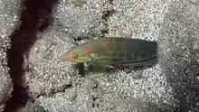 Coris venusta