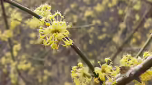 Cornus mas