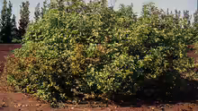 Cornus sericea