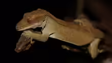 Correlophus ciliatus