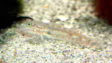 Coryphopterus glaucofraenum