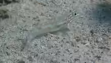 Coryphopterus tortugae