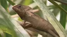 Corytophanes cristatus