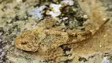 Cottus gobie