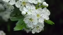 Crataegus monogyna