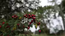 Crataegus