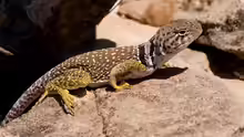 Crotaphytus collaris