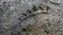 Cryptocentrus russus