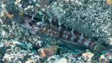 Cryptocentrus sericus