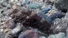 Cryptocentrus strigilliceps