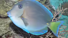 Ctenochaetus hawaiiensis