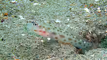 Ctenogobiops crocineus