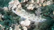 Ctenogobiops feroculus