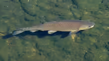 Ctenopharyngodon idella