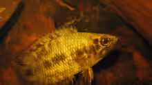 Ctenopoma nebulosum