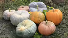 Cucurbita pepo