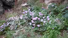 Cyclamen
