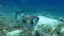 Cyclichthys spilostylus