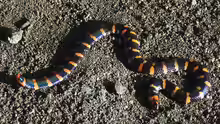Cylindrophis ruffus