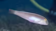 Cymolutes praetextatus