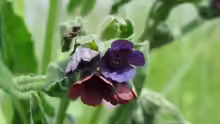 Cynoglossum officinale